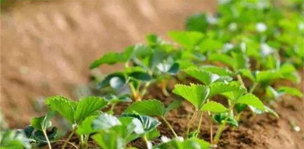 高塔硝硫基復(fù)合肥的用法，你用對(duì)了嗎？